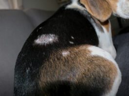 Staph infections in dogs can lead to patchy skin, hair loss, and potentially more serious infections.