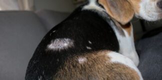 Staph infections in dogs can lead to patchy skin, hair loss, and potentially more serious infections.