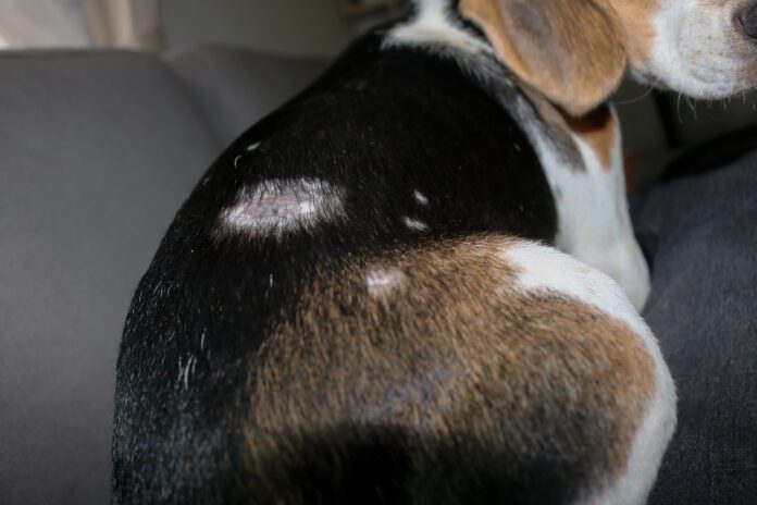 Staph infections in dogs can lead to patchy skin, hair loss, and potentially more serious infections.