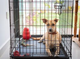 The size of your dog's crate should allow them to stand up, turn around, and lay down comfortably.