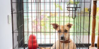 The size of your dog's crate should allow them to stand up, turn around, and lay down comfortably.