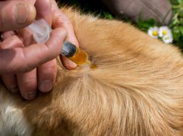 Neem oil for dogs can help repel fleas, and other insects.