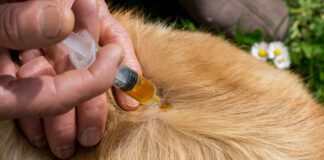 Neem oil for dogs can help repel fleas, and other insects.