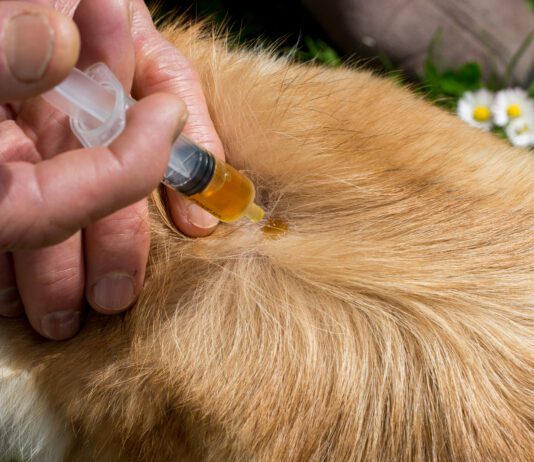 Neem oil for dogs can help repel fleas, and other insects.