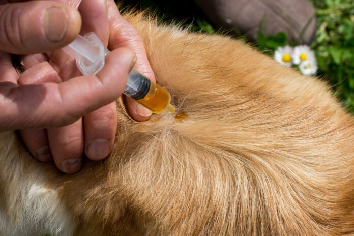 Neem oil for dogs can help repel fleas, and other insects.