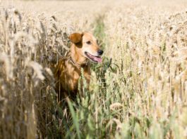 Is Grain-Free Good for Dogs? A grain free diet isn't necessarily good for dogs unless they're sensitive to grains.