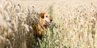 A grain free diet isn't necessarily good for dogs unless they're sensitive to grains.