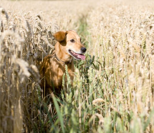 A grain free diet isn't necessarily good for dogs unless they're sensitive to grains.