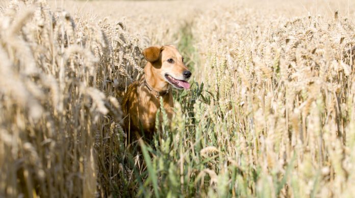 A grain free diet isn't necessarily good for dogs unless they're sensitive to grains.