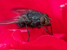 Black flies can leave itchy bites on your dog.