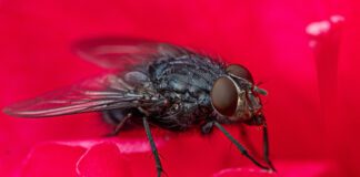 Black flies can leave itchy bites on your dog.