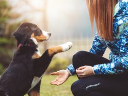 Dog training tools like treat pouches and tethers can make positive reinforcement a daily habit.