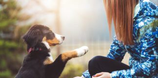 Dog training tools like treat pouches and tethers can make positive reinforcement a daily habit.