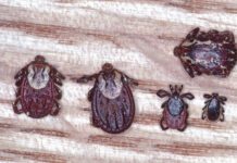 There are many types of ticks that can bite dogs, and spread diseases.