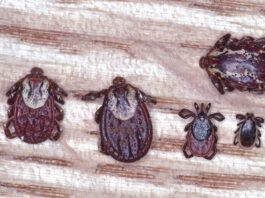 There are many types of ticks that can bite dogs, and spread diseases.