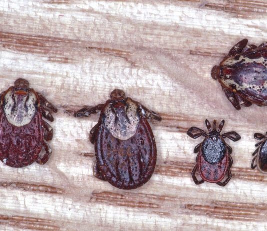 There are many types of ticks that can bite dogs, and spread diseases.