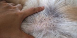 Seborrhea in dogs is a disorder of the skin that is a symptom of several diseases.