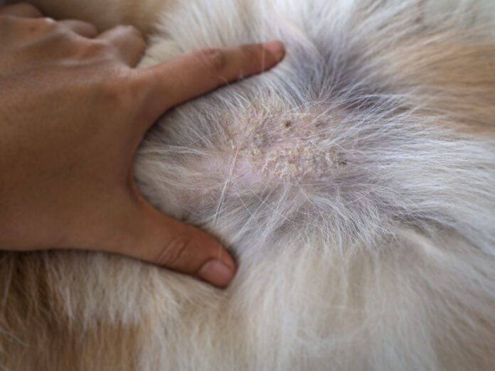 Seborrhea in dogs is a disorder of the skin that is a symptom of several diseases.