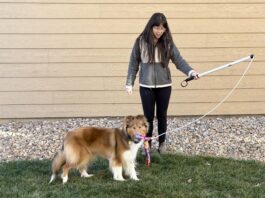 Flirt poles for dogs are a great play toy that engages and exercises your dog.