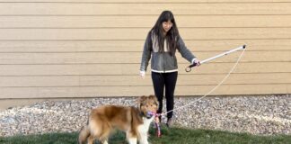 Flirt poles for dogs are a great play toy that engages and exercises your dog.