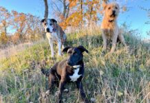 These three dogs are well practiced in leash recall which kept them calm and under control instead of chasing a strange cat.