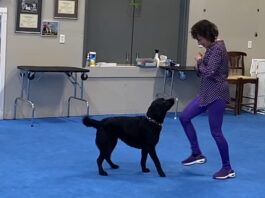 Dog dancing is an activity that can be a lot of fun for both a dog and owner.