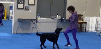 Dog dancing is an activity that can be a lot of fun for both a dog and owner.