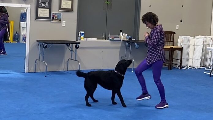 Dog dancing is an activity that can be a lot of fun for both a dog and owner.