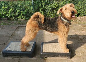 This Airedale is perched on our pick for the best dog training platform of 2025.