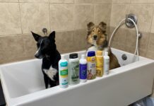 What is the best dog shampoo for odor? We tested six brands to find out.