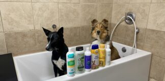 What is the best dog shampoo for odor? We tested six brands to find out.