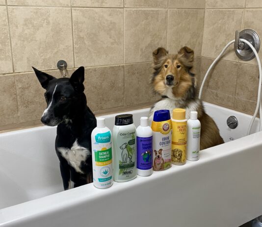 What is the best dog shampoo for odor? We tested six brands to find out.