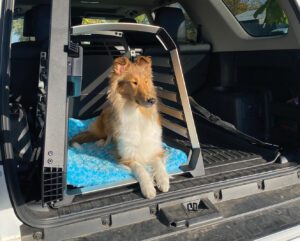 A collie rests in our pick for the best dog crate of 2025.