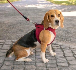 This beagle is wearing our pick for the best dog harness of 2025.