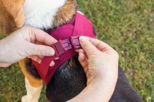 Our pick for the best dog harness of 2025 is the Curli air-mesh harness.