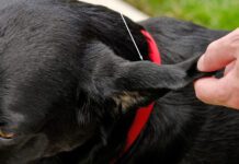 Treating a dog ear hematoma at home is possible if it's a small hematoma on a healthy dog's ear.