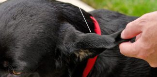 Treating a dog ear hematoma at home is possible if it's a small hematoma on a healthy dog's ear.