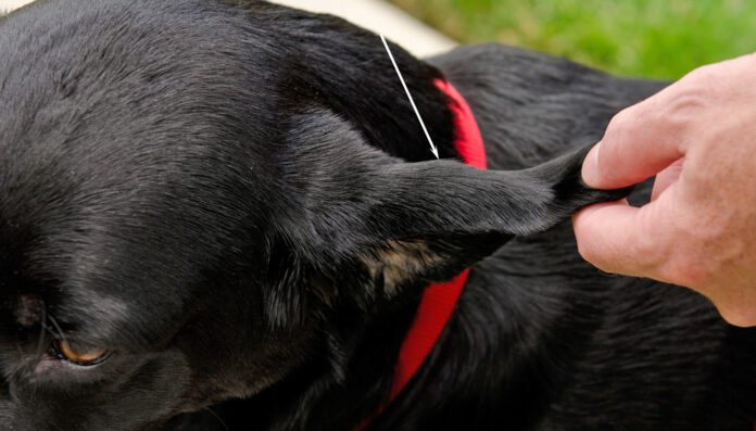 Treating a dog ear hematoma at home is possible if it's a small hematoma on a healthy dog's ear.