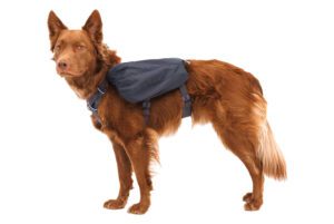 The ruffwear front range daypack is our choice for the best dog pack of 2025.