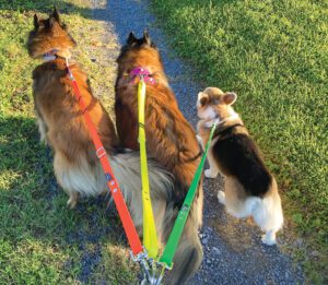 Multiple dogs on a single leash lead.