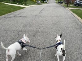 A double dog leash can be a solution for walking two dogs at the same time.