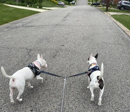 A double dog leash can be a solution for walking two dogs at the same time.