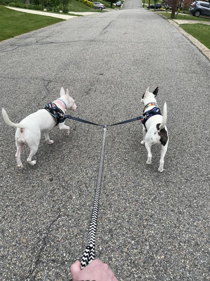 A double dog leash can be a solution for walking two dogs at the same time.