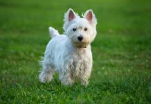 White dog shaker syndrome doesn't affect only white dog, but all dogs can suffer from this neurological disorder.