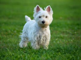 White dog shaker syndrome doesn't affect only white dog, but all dogs can suffer from this neurological disorder.