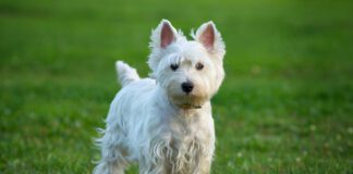 White dog shaker syndrome doesn't affect only white dog, but all dogs can suffer from this neurological disorder.