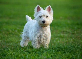 White dog shaker syndrome doesn't affect only white dog, but all dogs can suffer from this neurological disorder.