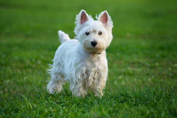 White dog shaker syndrome doesn't affect only white dog, but all dogs can suffer from this neurological disorder.