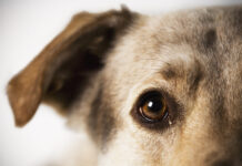 SARDs in dogs is an eye condition with mysterious causes.