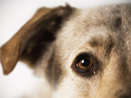 SARDs in dogs is an eye condition with mysterious causes.